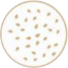 Sesame